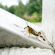 20130722-193936_scorpionfly1.jpg